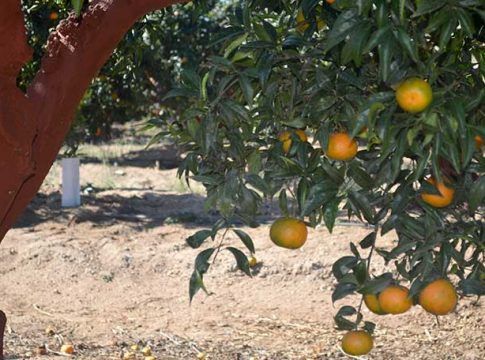 El sector citrícola de Andalucía constituye la mesa de los cítricos para frenar la caída de precios