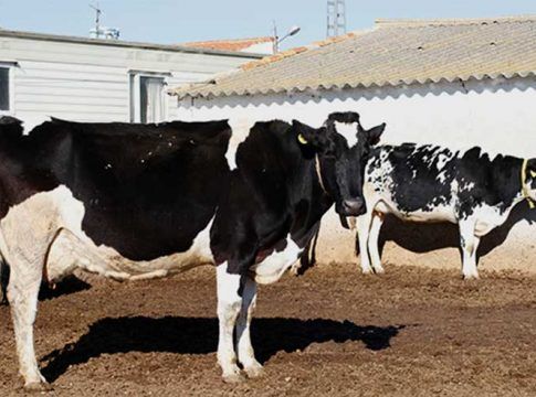 El MAPA saca a consulta pública la modificación de la normativa que regula los contratos en el sector lácteo