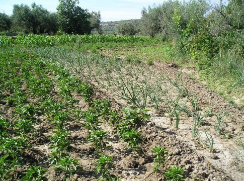 La agricultura andaluza contará con 135,2 M€ para ayudas agroambientales en 2022