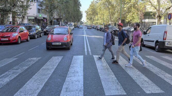 La Universidad de Sevilla tala 36 olmos por "riesgo para la seguridad" de las personas