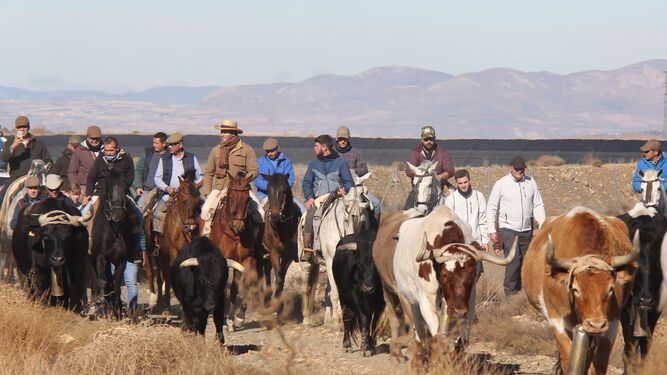 Encierros, toros y trashumancia en el Geoparque de Granada