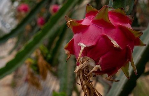 El Centro Agroexperimental de la Diputación incorpora una nueva empresa dedicada a la pitaya