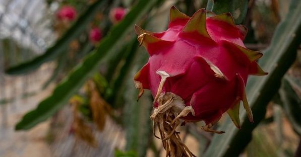El Centro Agroexperimental de la Diputación incorpora una nueva empresa dedicada a la pitaya