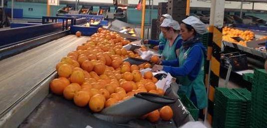Preocupación en el sector agrario por las implicaciones de la reforma laboral 