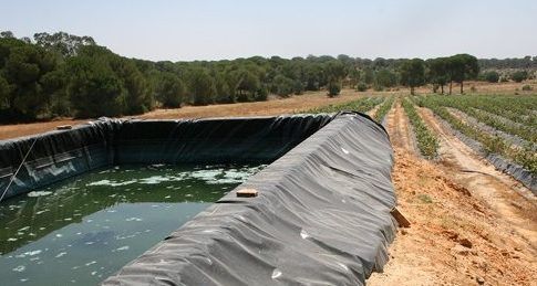 WWF pide a la Junta que «no amnistíe a los agricultores ilegales que están destruyendo Doñana» 
