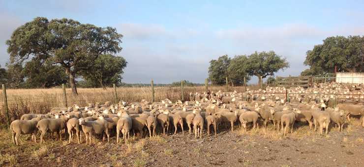 Coag Andalucía lanza un SOS porque la sequía y la subida de costes ahogan a los ganaderos