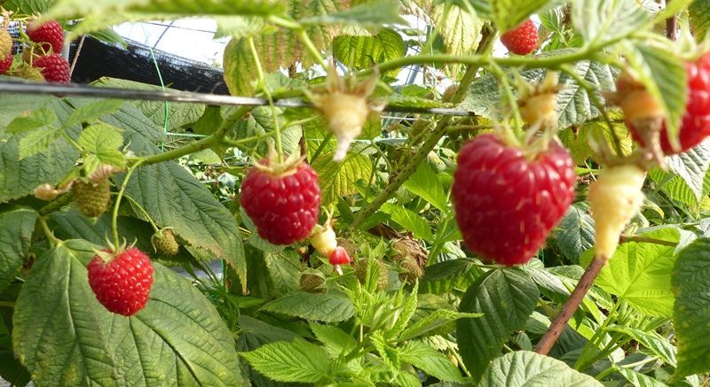 La frambuesa empieza 2022 con un valor un 26,4% inferior al del año pasado, aunque ha aumentado la producción