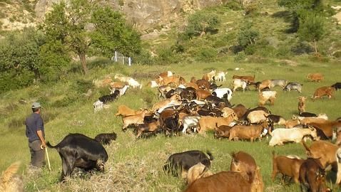 La Junta pide que Europa permita pastar al ganado en las superficies de barbecho