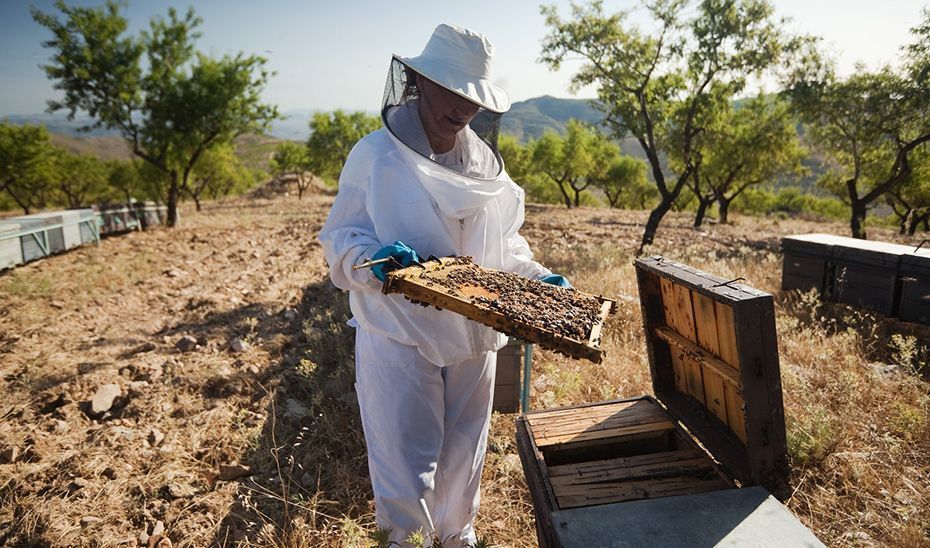Andalucía solicita una reducción de módulos en el IRPF por la subida de costes en el campo