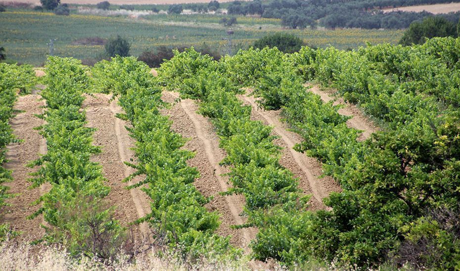 La Junta convoca 15 millones de euros en ayudas a explotaciones agrarias en zonas desfavorecidas￼