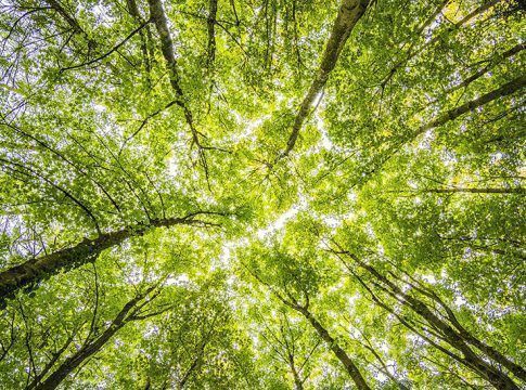 La Junta unificará sus políticas ambientales con el Plan de Medio Ambiente de Andalucía 2030