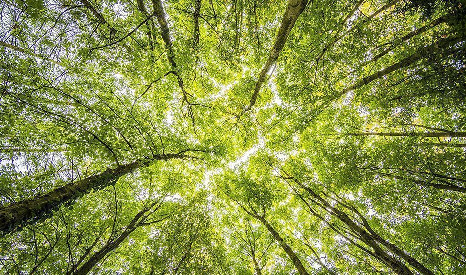 La Junta unificará sus políticas ambientales con el Plan de Medio Ambiente de Andalucía 2030