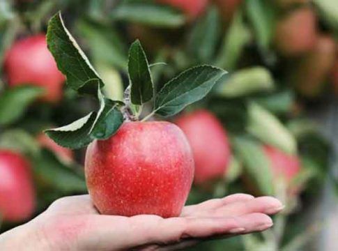 Los productores de manzana afirman que los costes de producción han subido un 41% en España