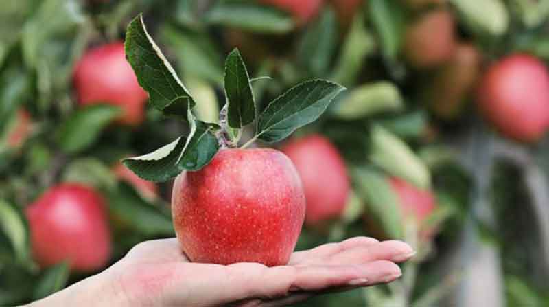 Los productores de manzana afirman que los costes de producción han subido un 41% en España
