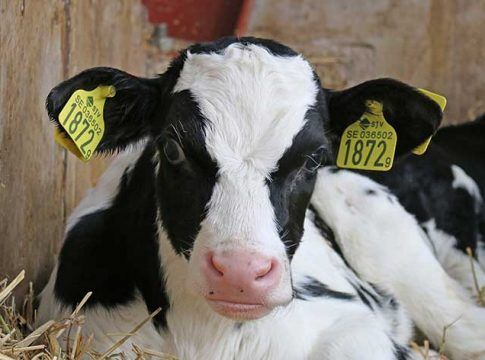 En audiencia pública el real decreto sobre normas de sanidad y protección animal durante el transporte 