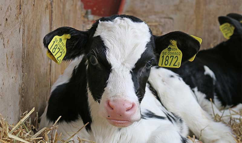 En audiencia pública el real decreto sobre normas de sanidad y protección animal durante el transporte 