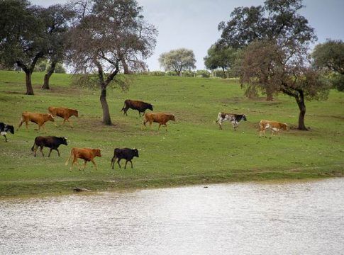 Los criadores de toro de lidia de Jaén reciben 850.000 euros en ayudas de la Junta de Andalucía