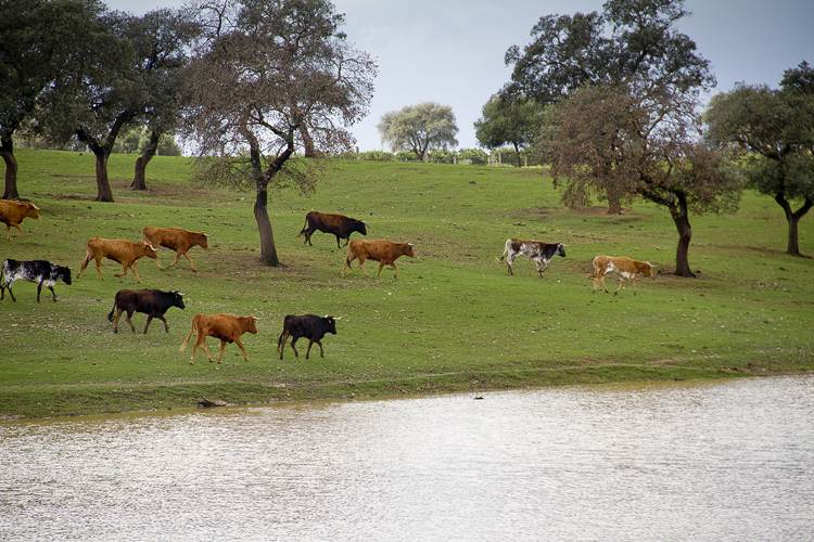 Los criadores de toro de lidia de Jaén reciben 850.000 euros en ayudas de la Junta de Andalucía