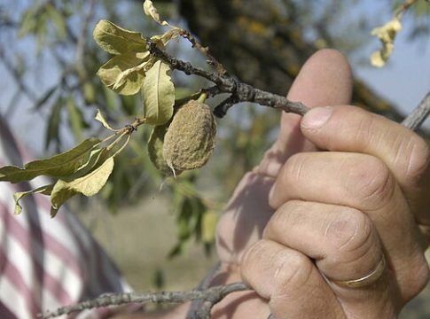UPA Granada advierte que los cultivos leñosos de secano sufrirán daños irreversibles debido a la falta de lluvias