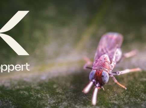 Koppert lanza su nueva imagen de marca inspirada en la naturaleza