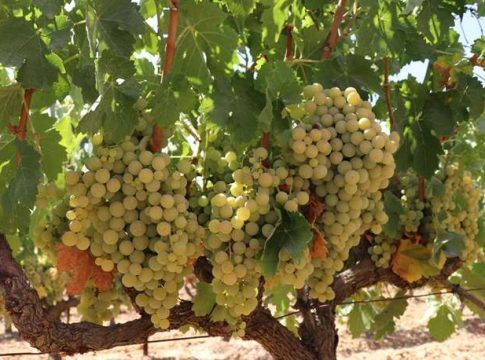 #TransfiriendoConocimientoenViña: Certis aborda en marzo las plagas y producción ecológica en viña