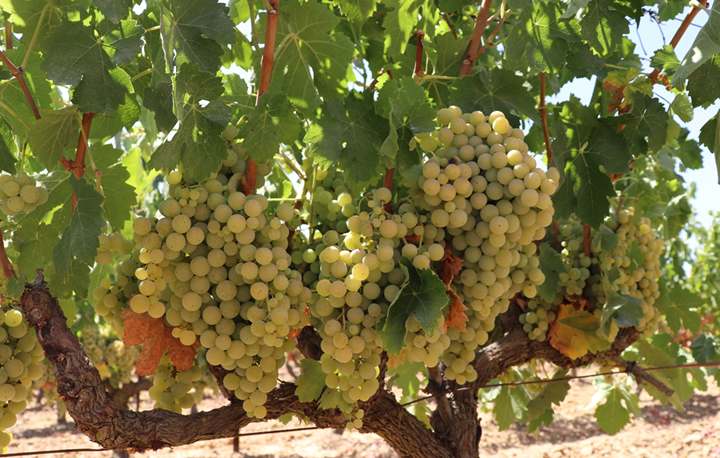#TransfiriendoConocimientoenViña: Certis aborda en marzo las plagas y producción ecológica en viña