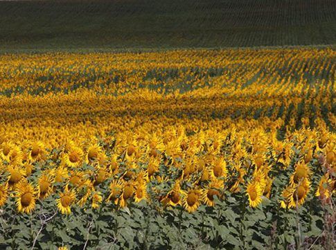 UPA pide a la UE un plan de contingencia agroalimentaria ante la invasión de Ucrania