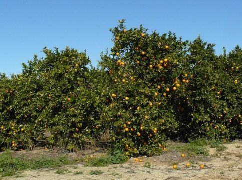 El MAPA asigna 10,7M€ de nuevos derechos de la reserva nacional de pago básico de la PAC solicitados en 2021