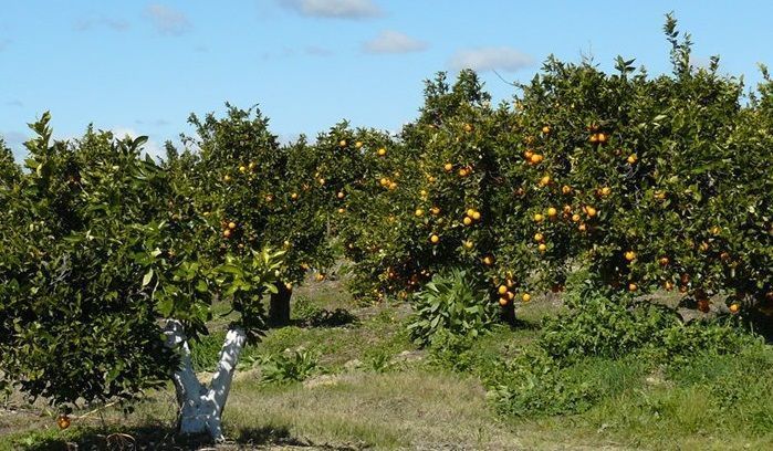 UPA Andalucía denuncia la ruina de los cítricos por los bajos precios que reciben los productores