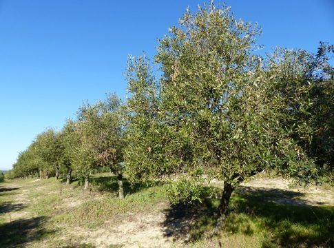 Ecovalia reclama más apoyo para cumplir con el objetivo europeo en producción ecológica