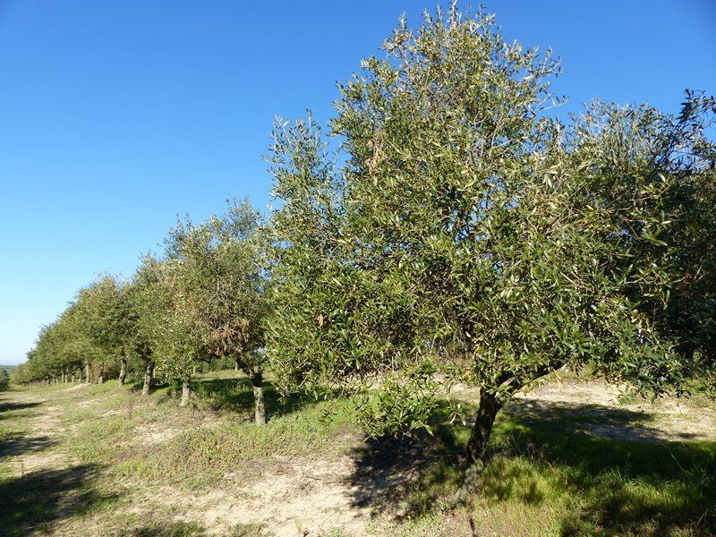 Ecovalia reclama más apoyo para cumplir con el objetivo europeo en producción ecológica