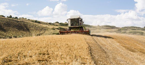INPULSE potenciará el cultivo de leguminosas para reducir la dependencia externa en alimentación animal 