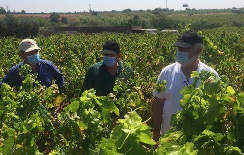 El Condado-Campiña de Huelva pierde más de 2,5 millones de euros al año con la nueva PAC 