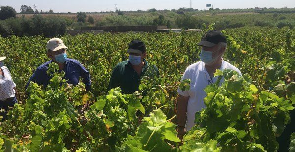 El Condado-Campiña de Huelva pierde más de 2,5 millones de euros al año con la nueva PAC 