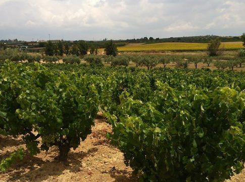 El Gobierno aprueba la legislación para prorrogar autorizaciones de nueva plantación de viñedo