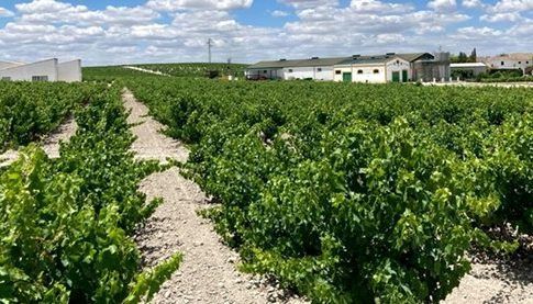 La Junta destina más de 1M€ a respaldar la reestructuración y reconversión del viñedo