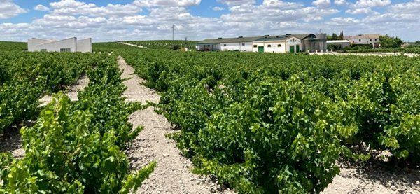 La Junta destina más de 1M€ a respaldar la reestructuración y reconversión del viñedo