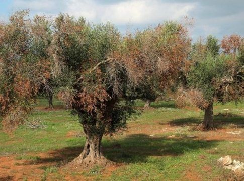 LIFE Resilience afronta su última etapa con grandes avances contra la Xylella en España