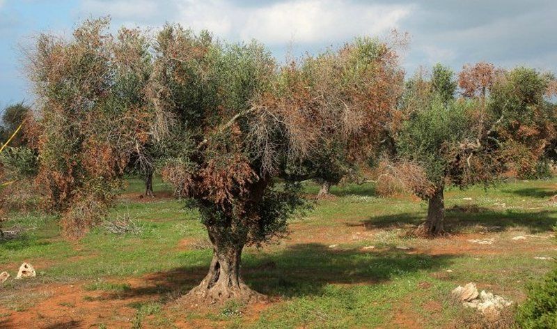 Life Resilience cierra 2021 con grandes avances contra la Xylella Fastidiosa