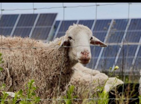 Statkraft pone en marcha su primer programa de agrivoltaica en España en las plantas solares de Alcalá de Guadaíra