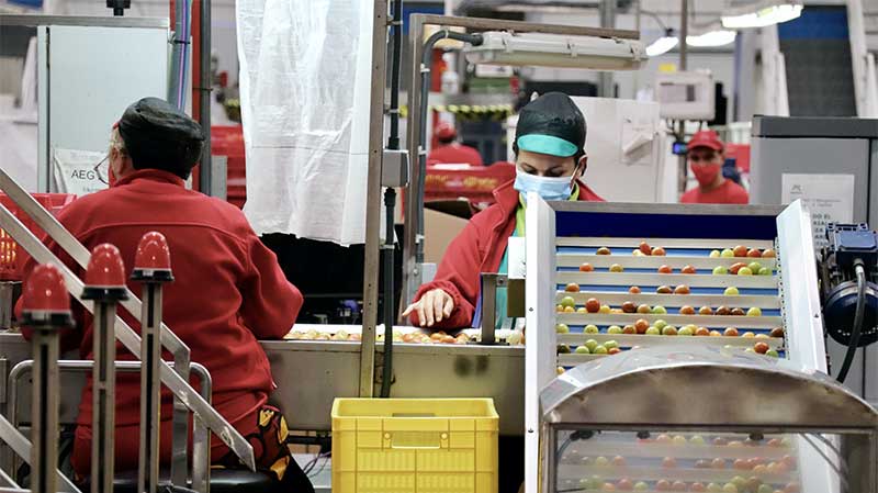 COAG Andalucía advierte que la sequía se carga la campaña de hortícolas para industria