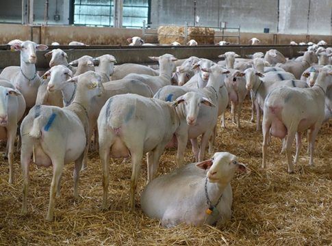 La huelga de transportes bloquea en Huelva dos mil cabezas de ganado ovino y cisternas de leche