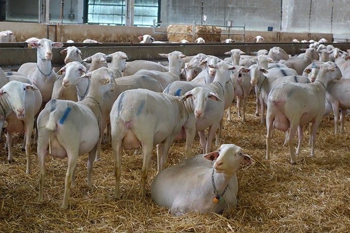 La huelga de transportes bloquea en Huelva dos mil cabezas de ganado ovino y cisternas de leche