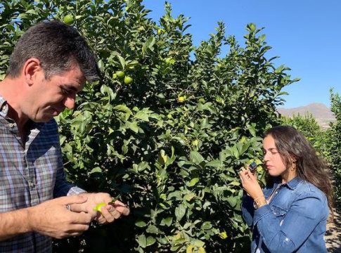 Koppert desarrolla nuevas herramientas para reforzar el control biológico en cítricos