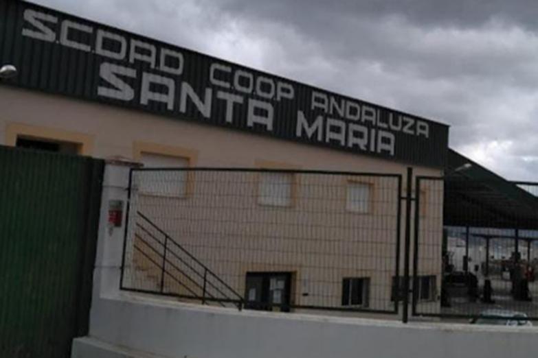 Grupo Interóleo aumenta la comercialización de aceite de oliva con la entrada de la SCA Santa María de Pegalajar