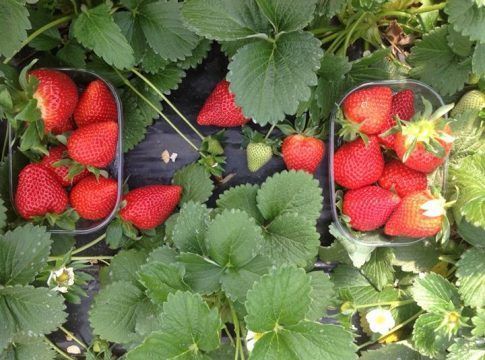 Las variedades de fresa Primavera y Victory garantizan una calidad global para productor y comercializador