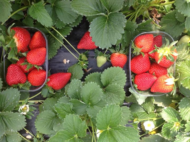 Las variedades de fresa Primavera y Victory garantizan una calidad global para productor y comercializador