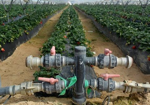 Los agricultores de Almonte temen que las sanciones de la UE arruinen la reputación agrícola del entorno de Doñana