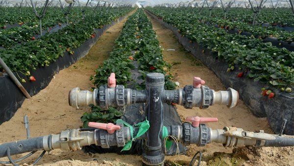 Los agricultores de Almonte temen que las sanciones de la UE arruinen la reputación agrícola del entorno de Doñana