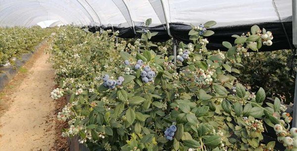 Bonafrú prevé comercializar unas 4.100 toneladas de frutos rojos durante la actual campaña